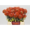Nutans Ayoba Mandarin Zest