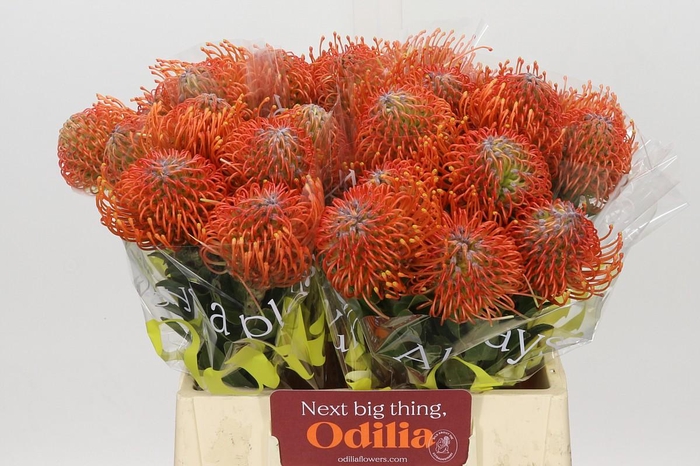 Nutans Ayoba Mandarin Zest