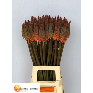 Kniphofia Alcazar Biemans