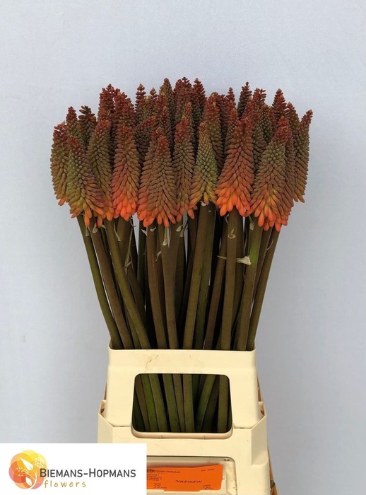 <h4>KNIP ALCAZAR</h4>