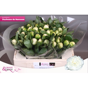 Paeonia Duchesse De Nemours