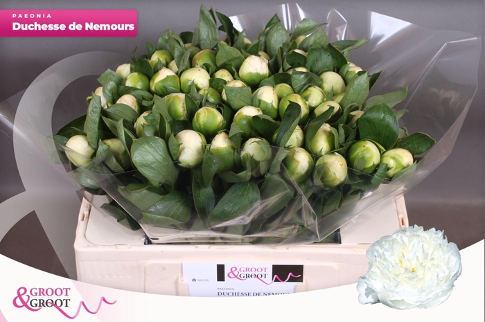 <h4>Paeonia Duchesse De Nemours</h4>