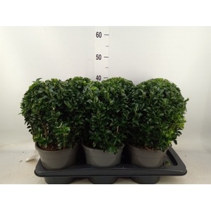 Euonymus japon. 'Green Spire'