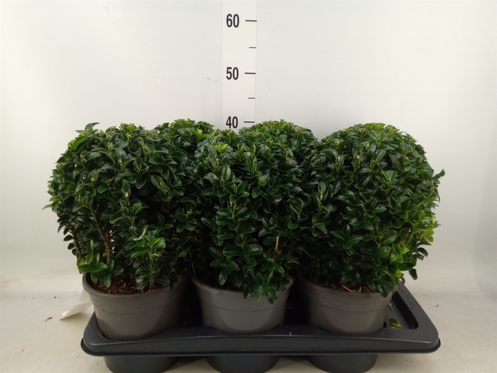 <h4>Euonymus japon. 'Green Spire'</h4>
