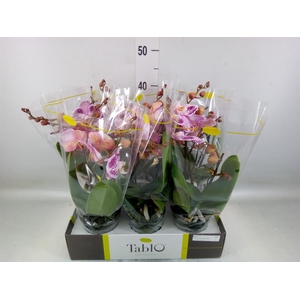 Phalaenopsis   ...rose