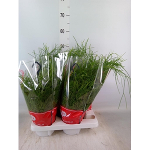 Rhipsalis baccifera 'Oasis'