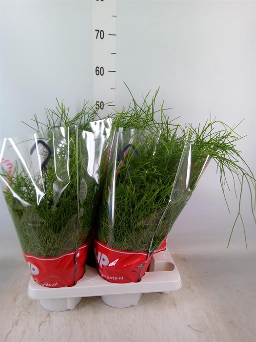 <h4>Rhipsalis baccifera 'Oasis'</h4>