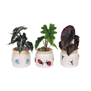 ALOCASIA MIX P6 L 66643