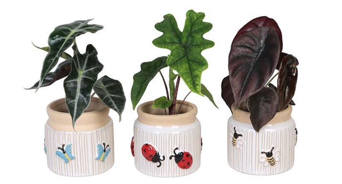 <h4>ALOCASIA MIX P6 L 66643</h4>