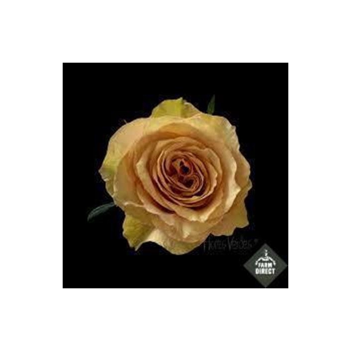 <h4>R Gr Pistaccino</h4>