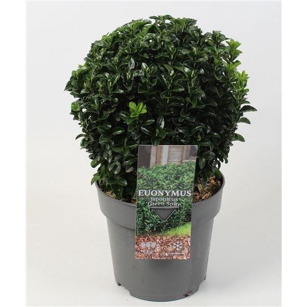 <h4>Euonymus japonicus 'Green Spire' 25/30 cm c5 BOL</h4>