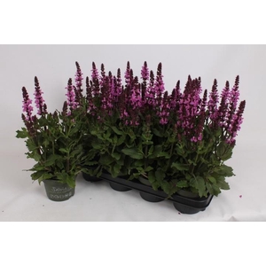 SALVIA S ROSE MARVEL