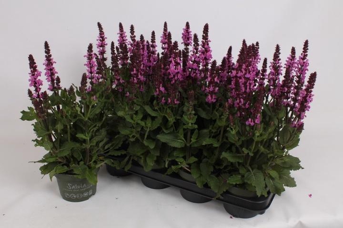 <h4>SALVIA S ROSE MARVEL</h4>