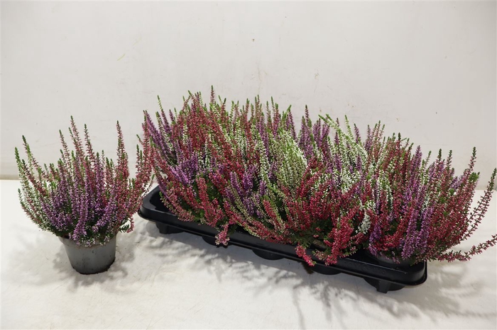 <h4>Callu Bl Gem Pt 3kl</h4>