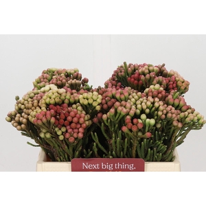 Kaaps Groen Red Brunia Small