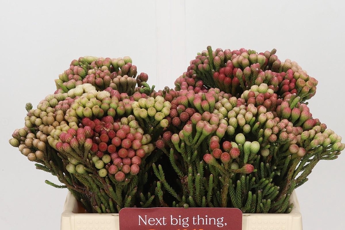 <h4>Kaaps Groen Red Brunia Small</h4>