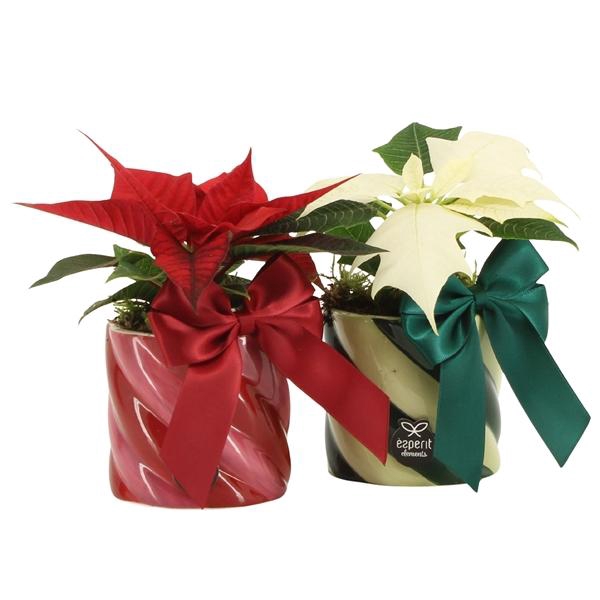 <h4>61771: X-mas arrangement</h4>