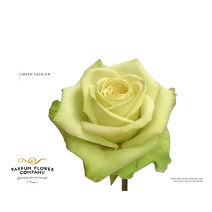 Rosa Premium Green Fashion