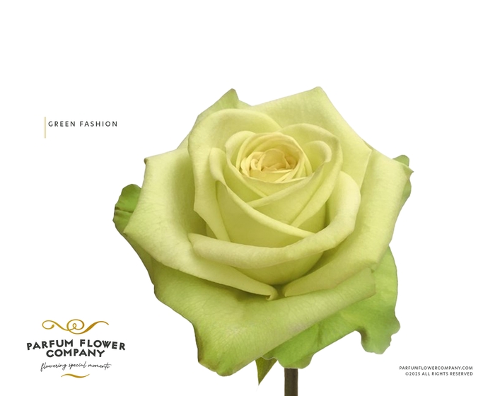 <h4>Rosa Premium Green Fashion</h4>