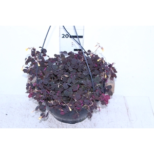 OXALIS VULCANICOLA C21