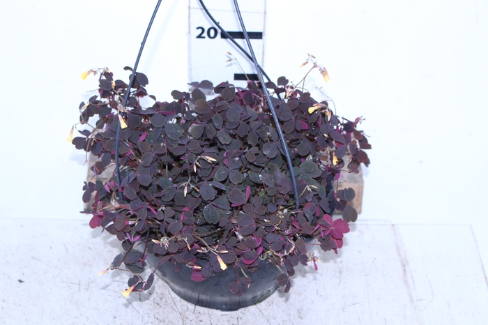 OXALIS VULCANICOLA C21