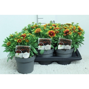 Gaillardia aristata