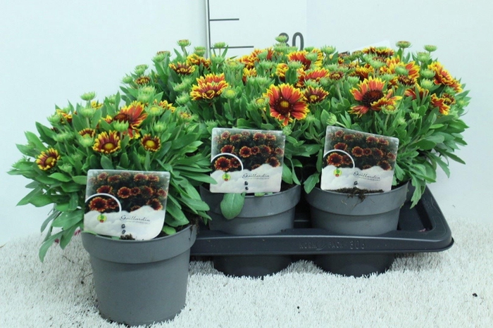 <h4>Gaillardia aristata</h4>
