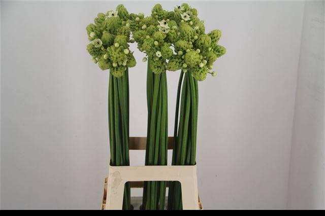 <h4>ORNIT SAUNDERSIAE</h4>