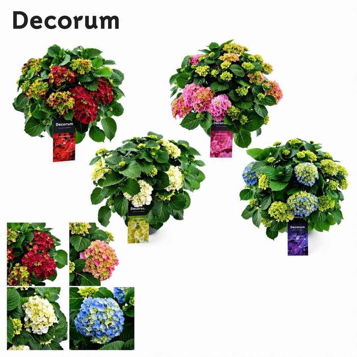 <h4>Hydrangea schaal diverse kleuren per kar (Decorum)</h4>