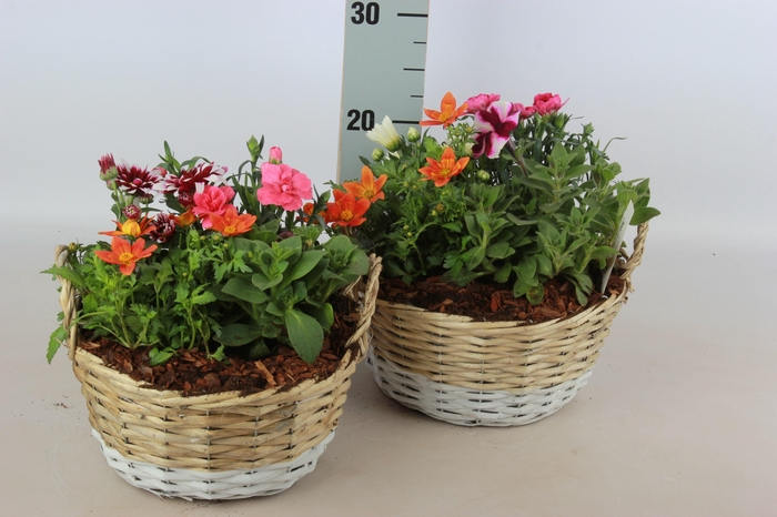 <h4>ARR TUINPLANTEN</h4>