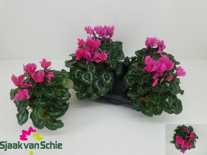 <h4>CYCL MD SUP ALLURE</h4>