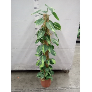 Philodendron scand. 'Brasil'