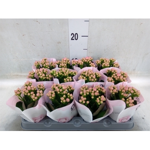 Kalanchoe  'RoseFlow Harlow'