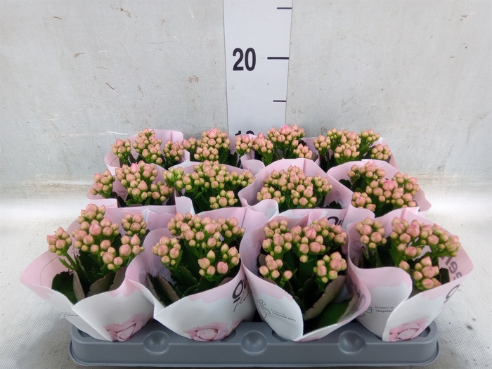 <h4>Kalanchoe  'RoseFlow Harlow'</h4>