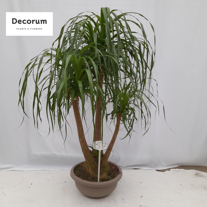 <h4>Beaucarnea vertakt op nummer 57</h4>