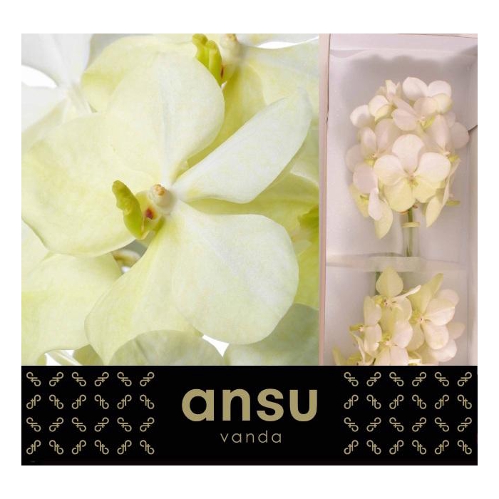 <h4>Vanda Tayanee White</h4>