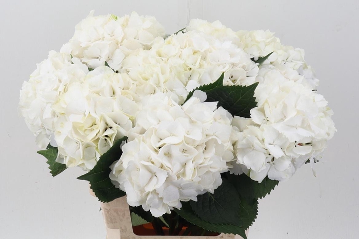 <h4>Hydr M My Akito</h4>