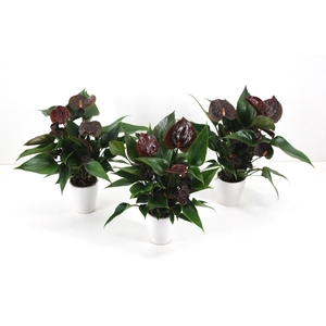 Anthurium XL.20 Paris Black 7cm met keramiek