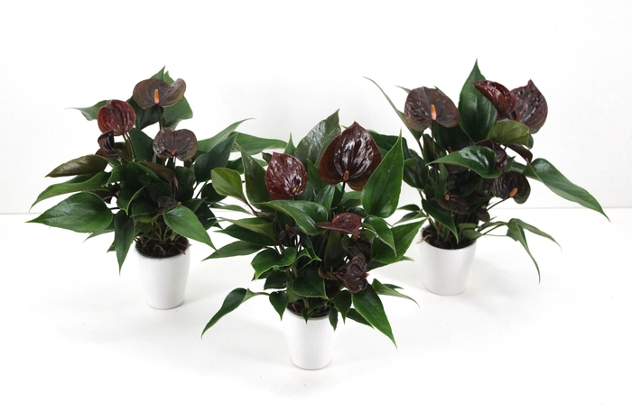 <h4>Anthurium XL.20 Paris Black 7cm met keramiek</h4>
