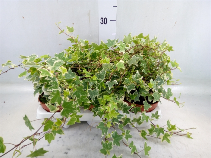 <h4>Hedera helix 'Eva'</h4>