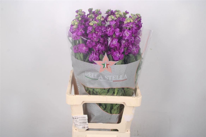 <h4>MATTH PHANT PURPLE</h4>