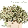 Chamelaucium Sirius
