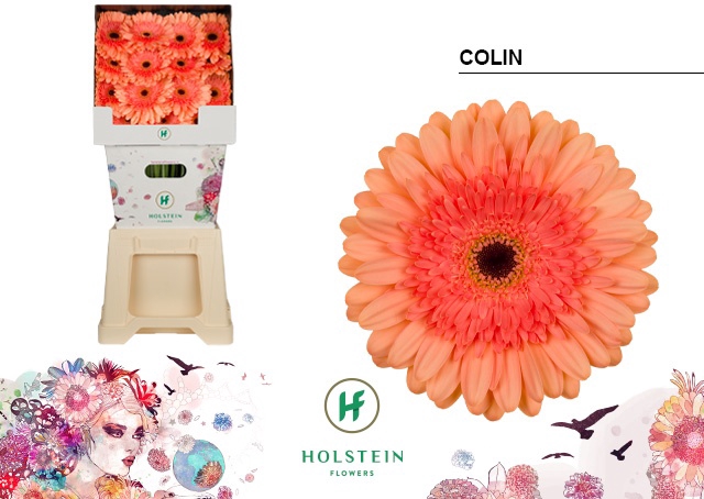 <h4>Gerbera Colin Diamond</h4>