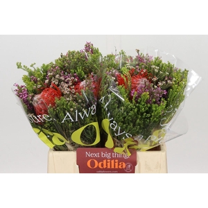 BQ Nutans 2 Flower
