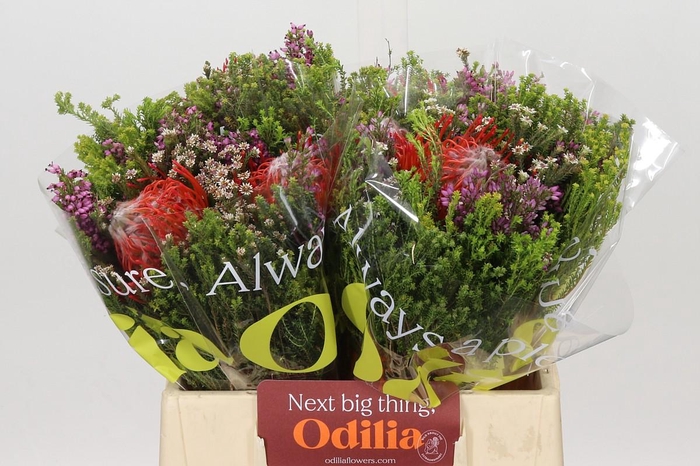 <h4>BQ Nutans 2 Flower</h4>