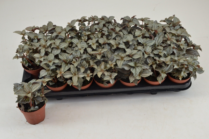 <h4>PILEA ELLEN</h4>