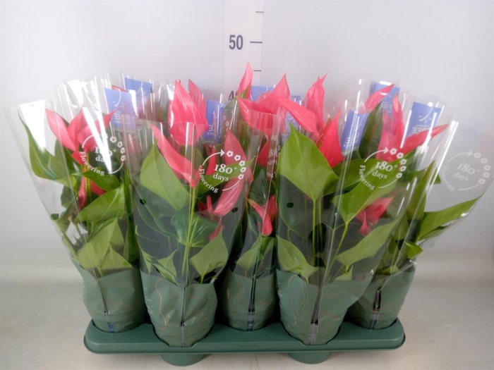 <h4>Anthurium 'Karma Pink'</h4>