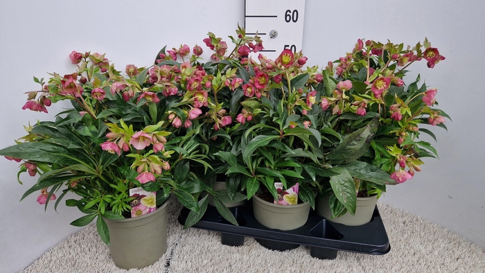 arr8 Hell Jwls Dacaya