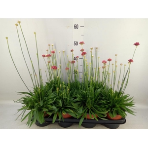 Armeria pseud. 'Ballerina'