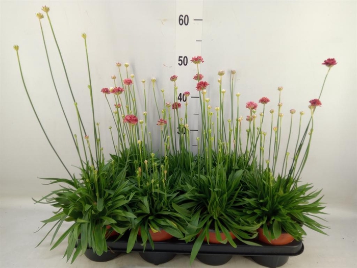 <h4>Armeria pseud. 'Ballerina'</h4>